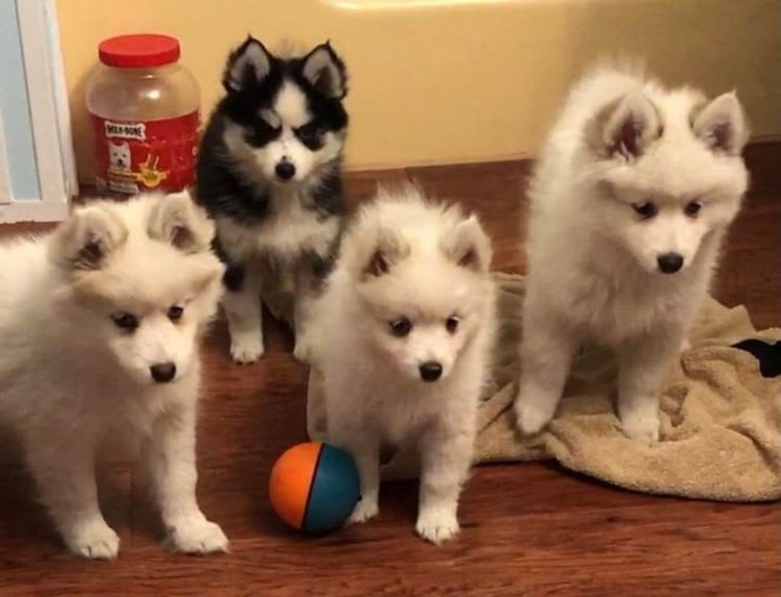 Four fluffy puppies; three white, one black and white, standing on a wood floor near a ball.