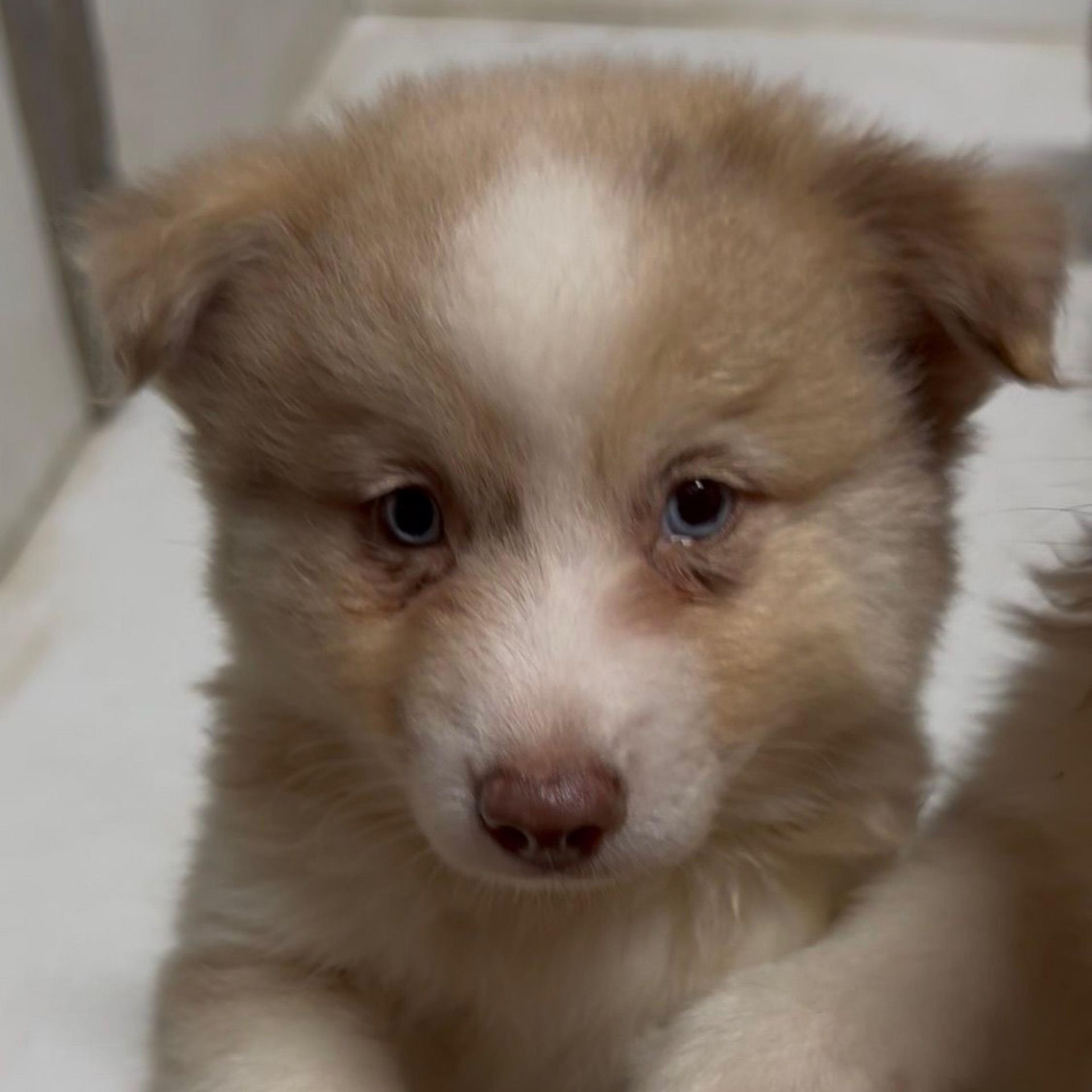 A tan and white puppy with blue eyes, looking at the camera.