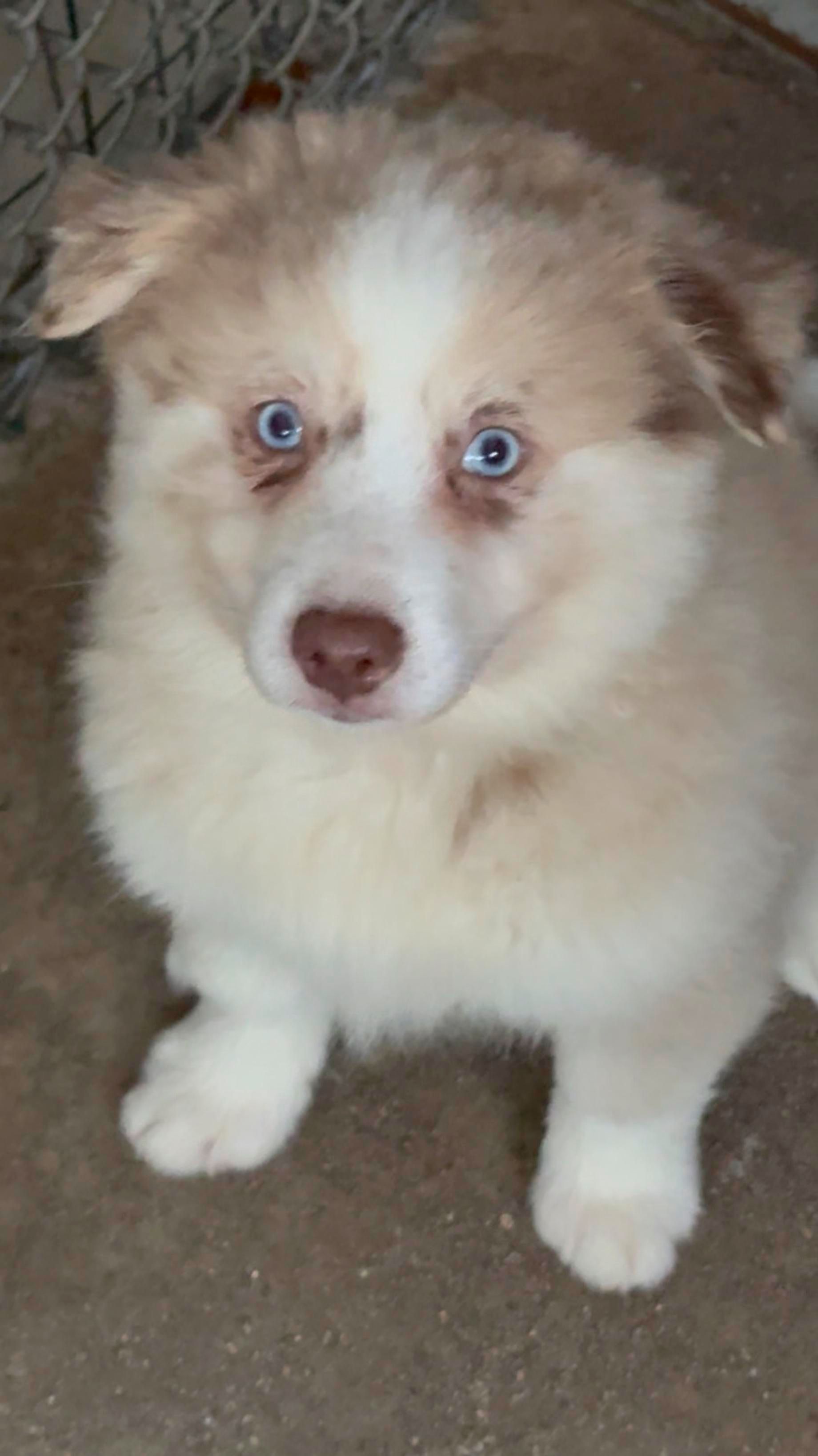 Fluffy puppy with blue eyes, brown and white fur, and a curious expression.