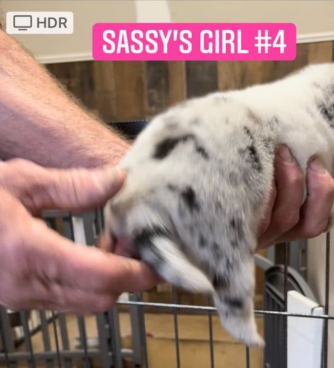 A person holding a small, white puppy with black spots. The text says "Sassy's Girl #4".