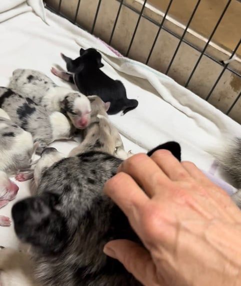 Hand petting a speckled dog with several puppies in a pen. Puppies are black and spotted.
