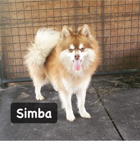 Fluffy Pomeranian dog, named Simba, with tan and white fur, standing and panting, in a pen.