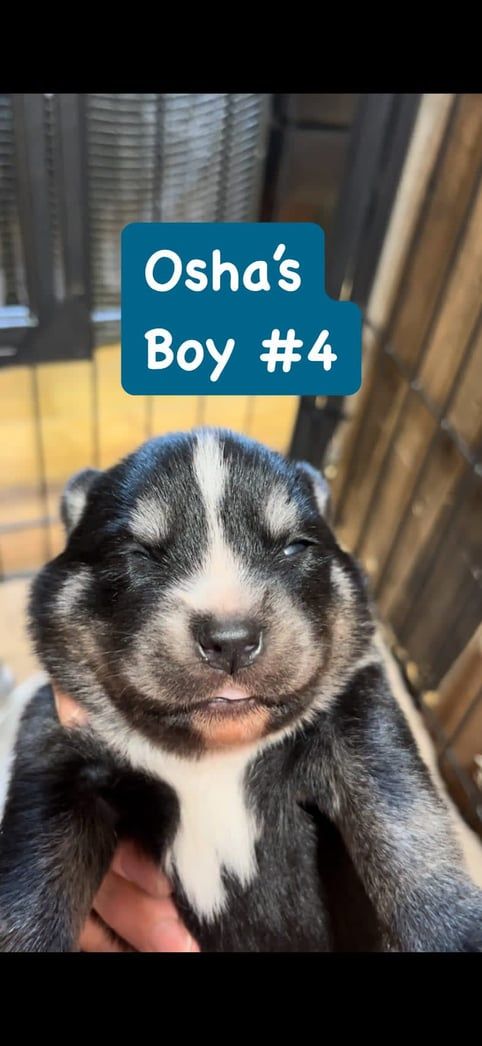 A sleepy puppy with black and white fur, held by a hand. Text reads "Osha's Boy #4".
