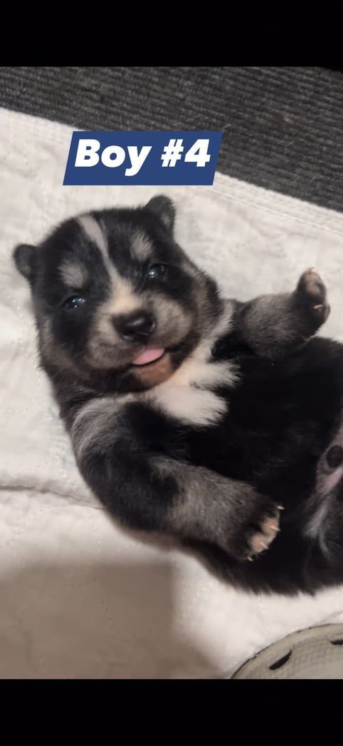 A black and white puppy labeled "Boy #4" lies on its back, sticking its tongue out.