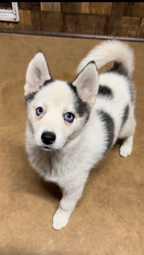 Small white dog with blue eyes and black markings, standing and looking up.