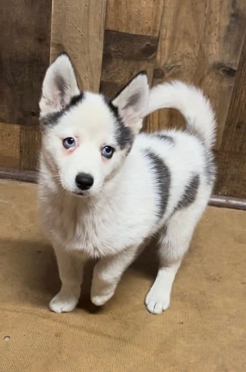 White and gray puppy with blue eyes standing on a brown surface, looking at the viewer.