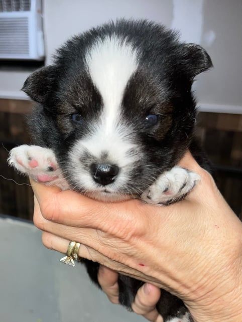 Black and white puppy held in hands, with closed eyes.
