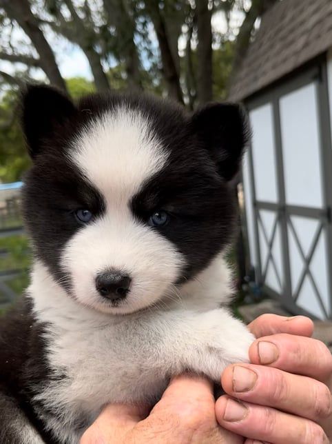 Fluffy black and white puppy with bright blue eyes held in hands outdoors.