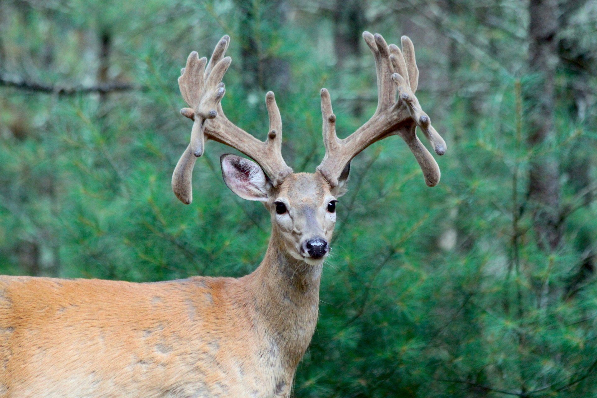 Northern Michigan Whitetail Deer