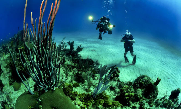 Two scuba divers are looking at a coral reef in the ocean.
