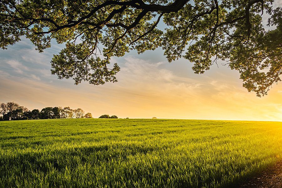 Grassy field with tree framing the top, get your questions answered about funeral, cremation, social security benefits Middendorf Funeral Home