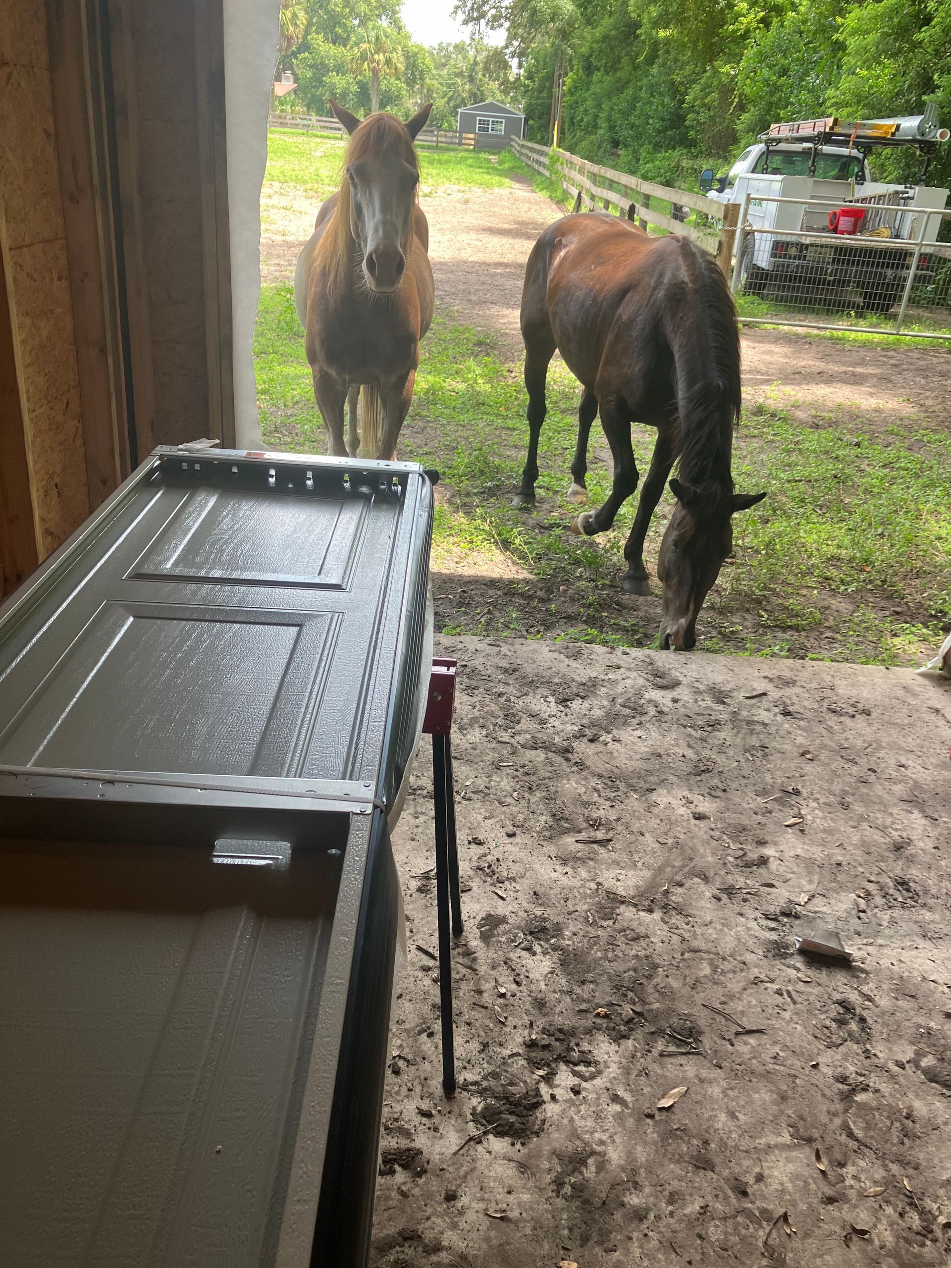 Two dark ponies standing near a barn doorway on a muddy farmyard