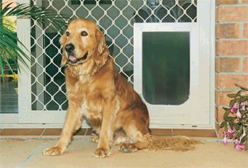 A dog is sitting in front of a sliding glass door.
