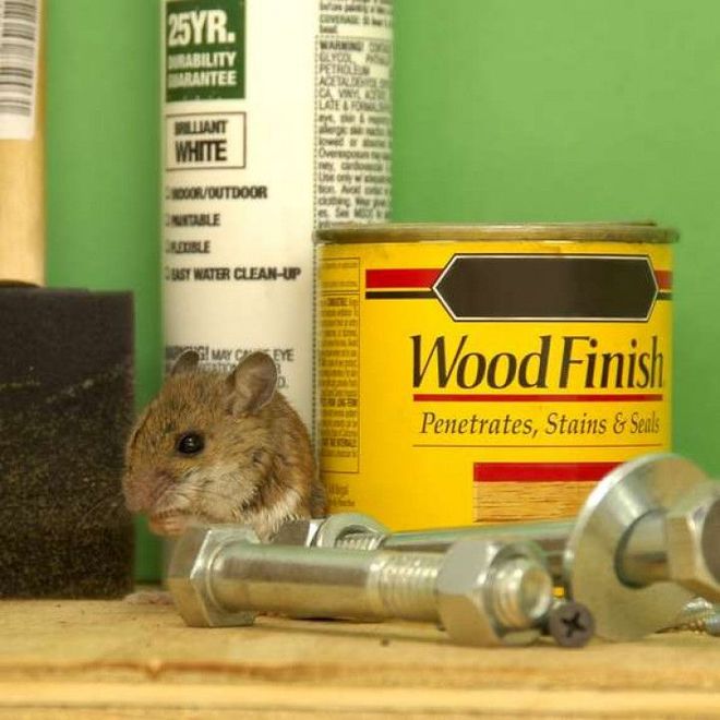Mouse beside Wood Finish can and metal tools on a workbench with spray bottles in the background