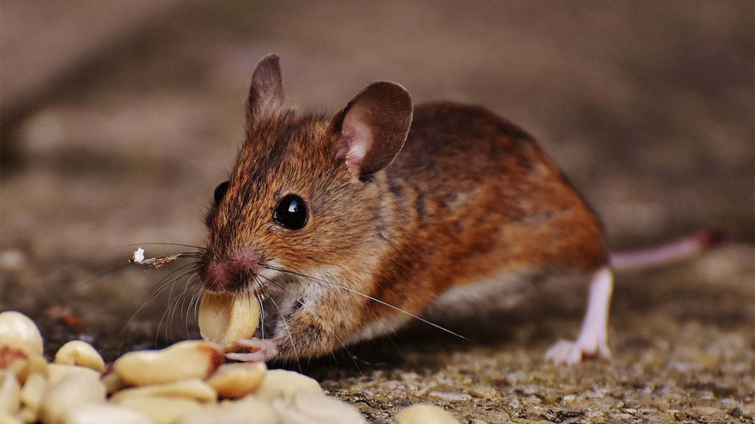 Brown mouse eating grains on the ground