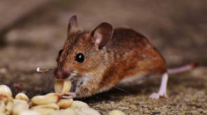Brown mouse eating grains on the ground