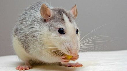 Gray and white rat nibbling food on a white surface