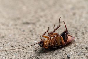 Dead cockroach on its back on a concrete surface