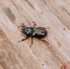 Dark beetle with shiny brown shell crawling on a wooden surface.