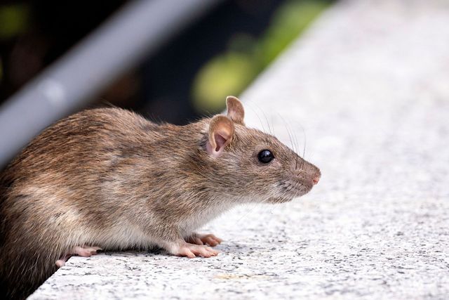 Brown rat on a light concrete surface, facing right