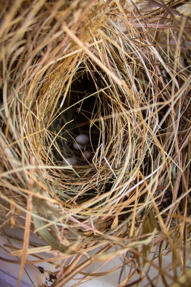 Bird nest woven from dry grass with two pale eggs inside