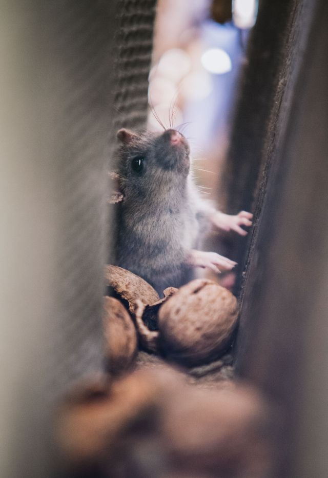Small gray mouse peeking out among walnuts in a narrow container