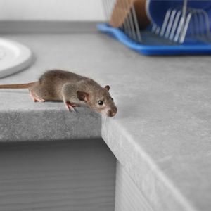 Gray rat on a kitchen counter edge, looking over the side