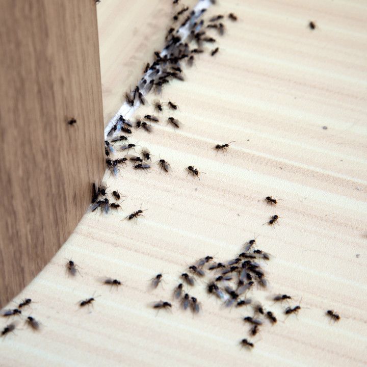 A cluster of small black ants crawling along a wall and floor corner.