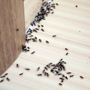 Small black ants scattered along a wall edge on a light floor beside a wooden surface