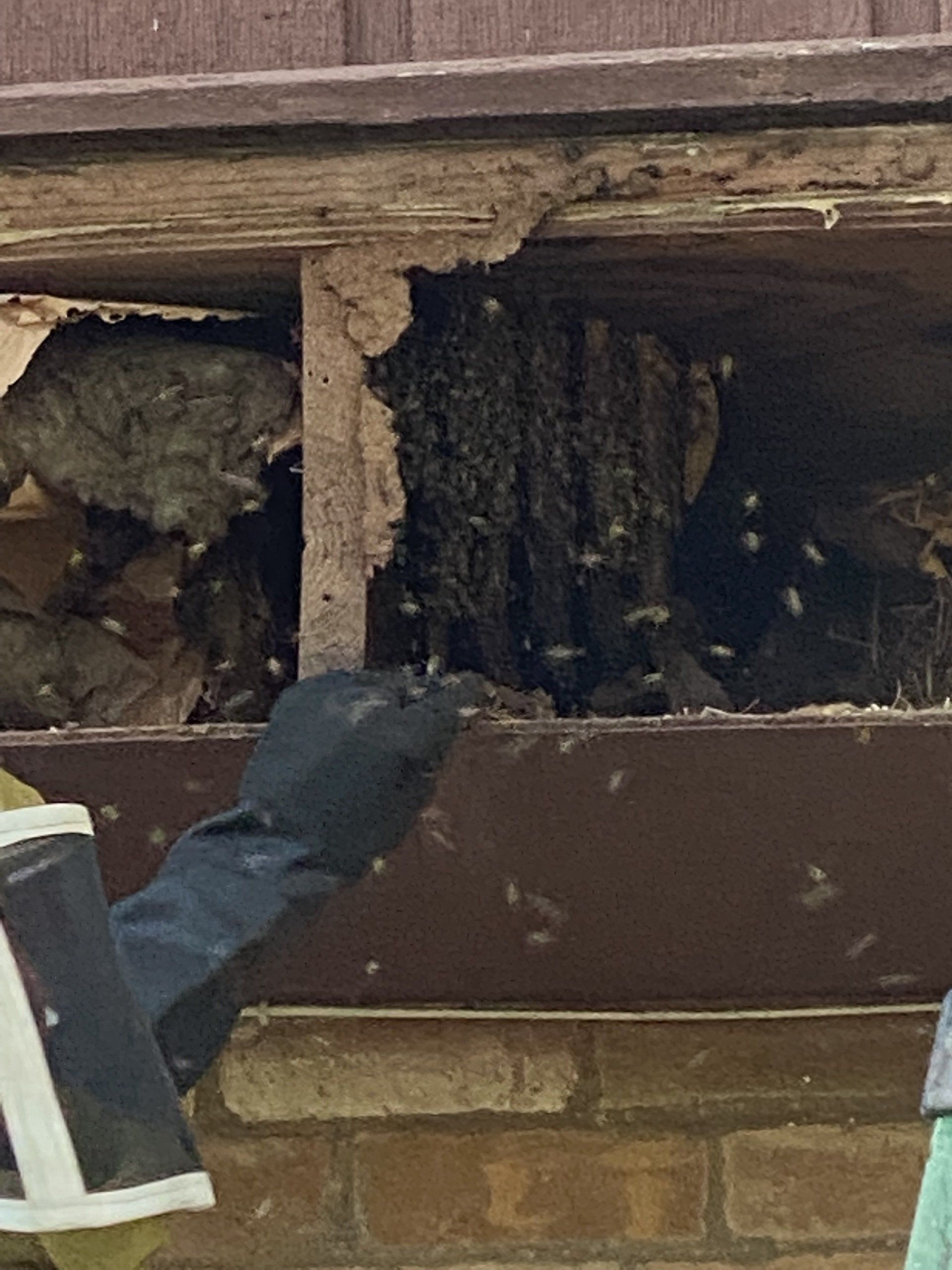 bee removal