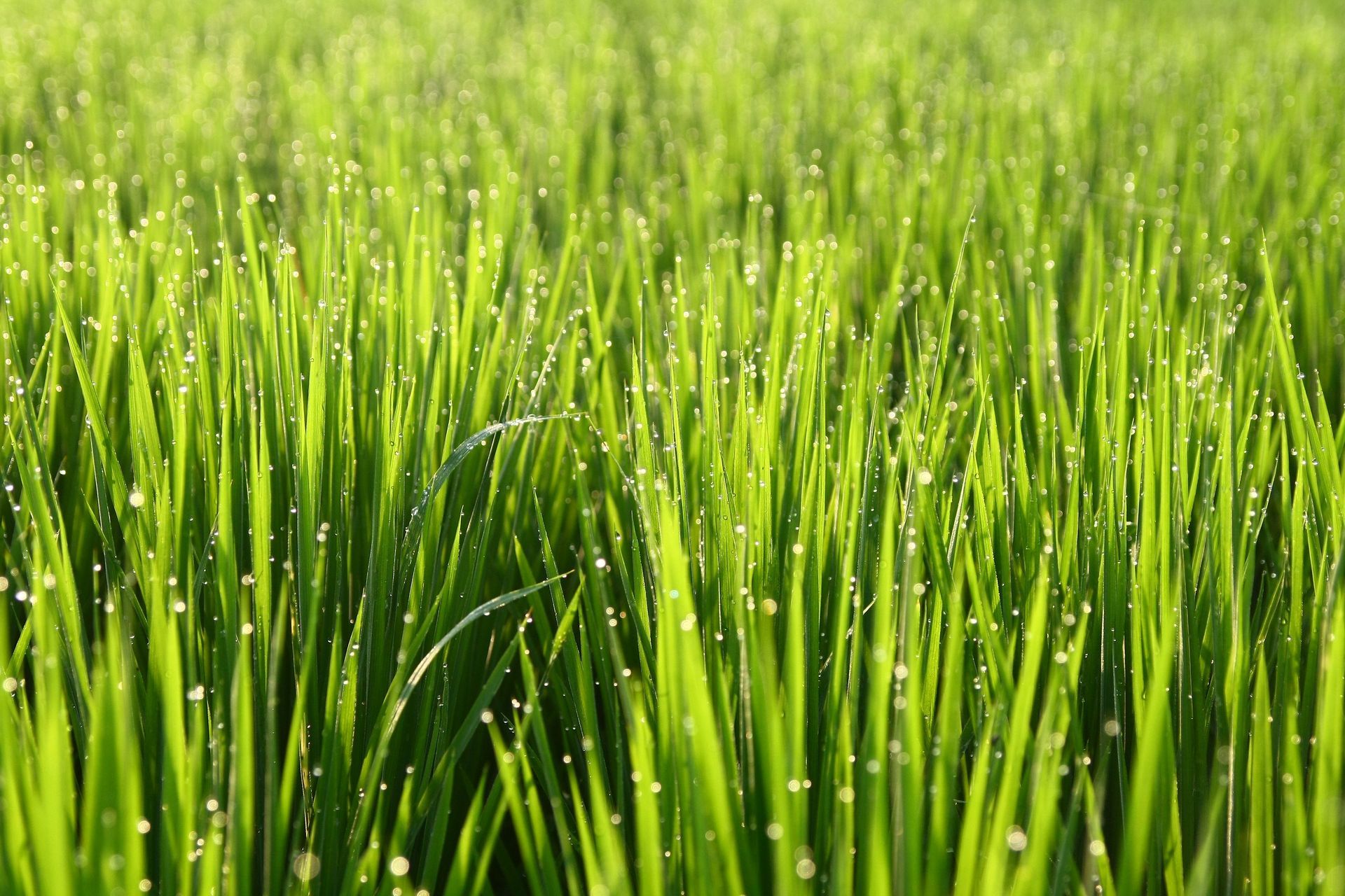 Local Lawn in Laredo, TX