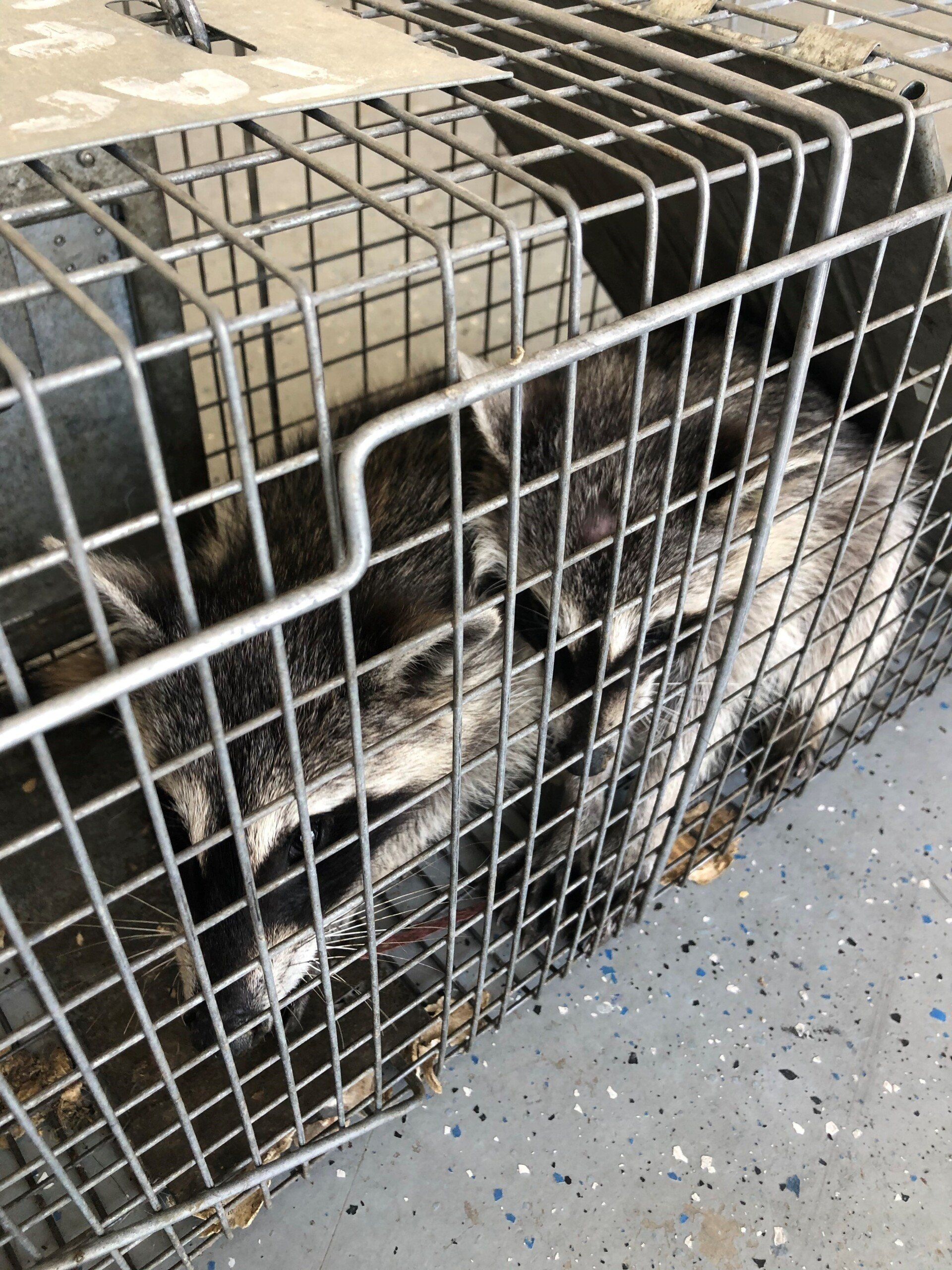 Rodent Control in Laredo, TX
