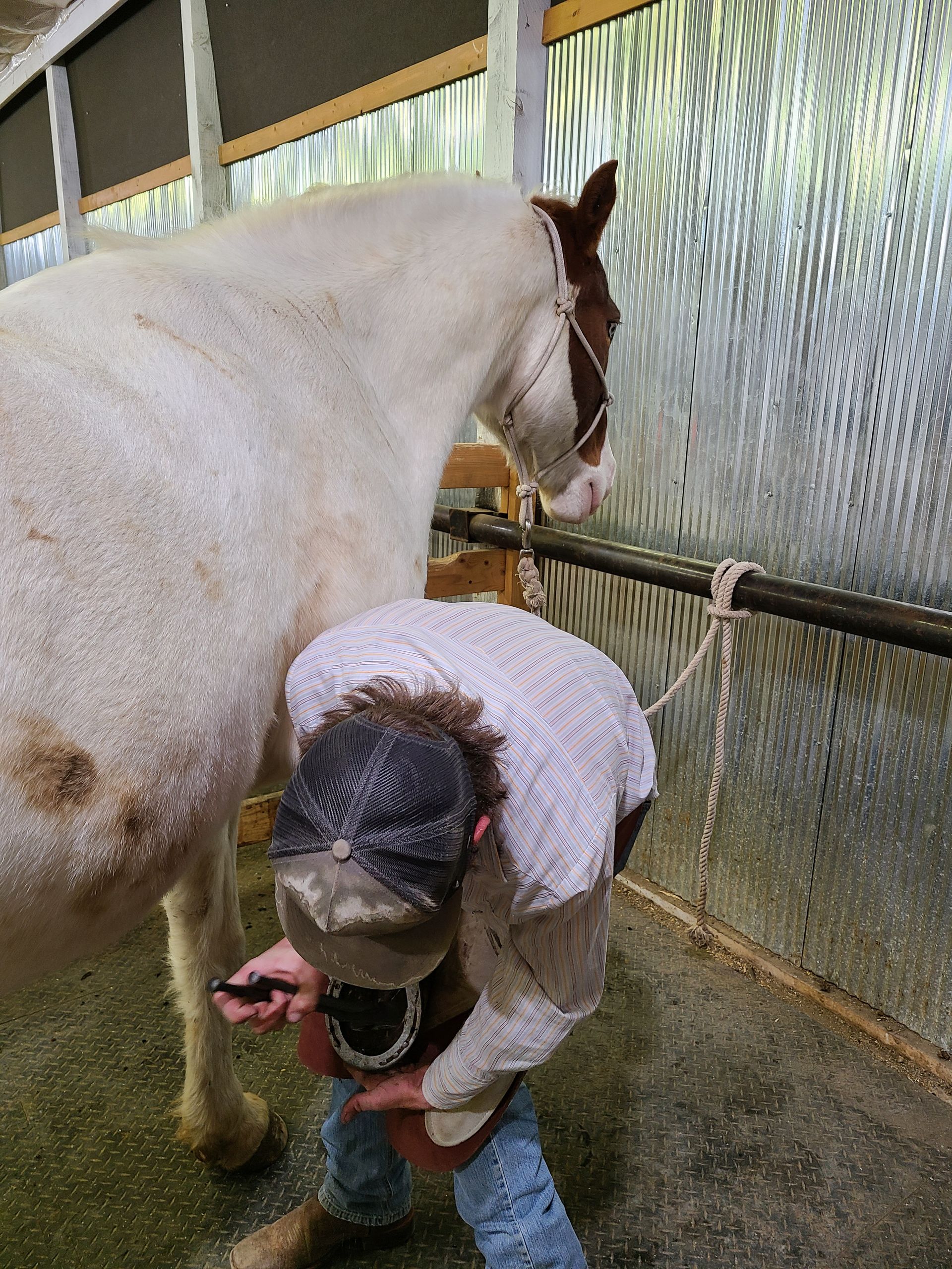 About Us Wyoming School of Horseshoeing