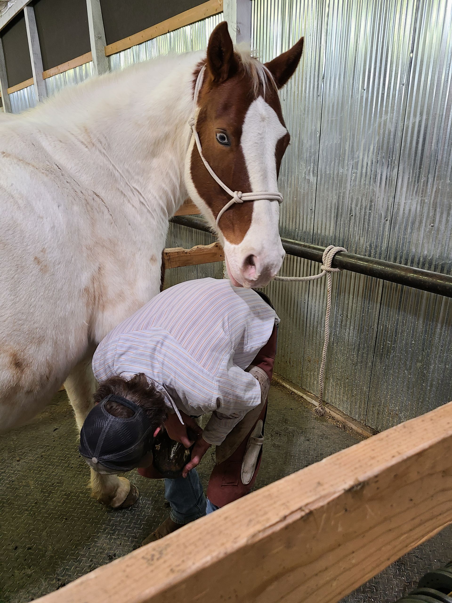 About Us Wyoming School of Horseshoeing