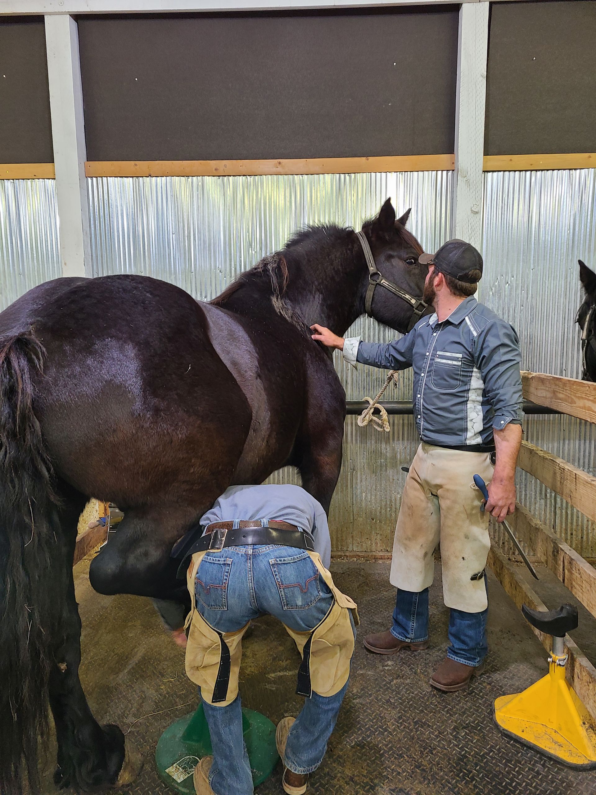 About Us Wyoming School of Horseshoeing