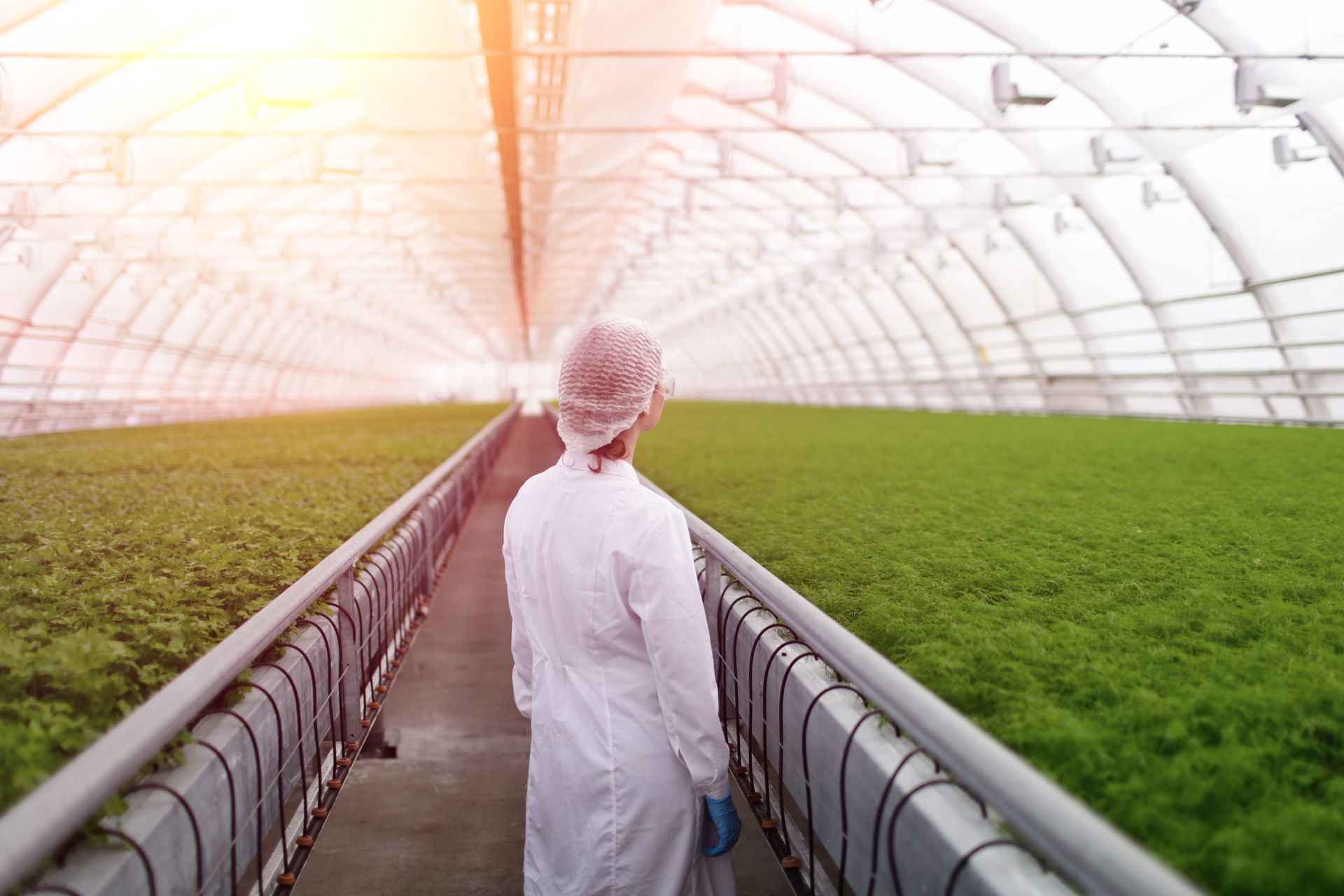 Worker in white coat walking between greenhouse crop rows under a bright arched roof