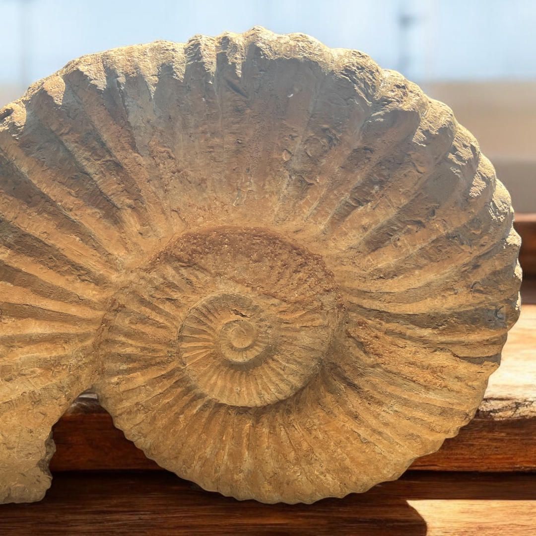 Fossili