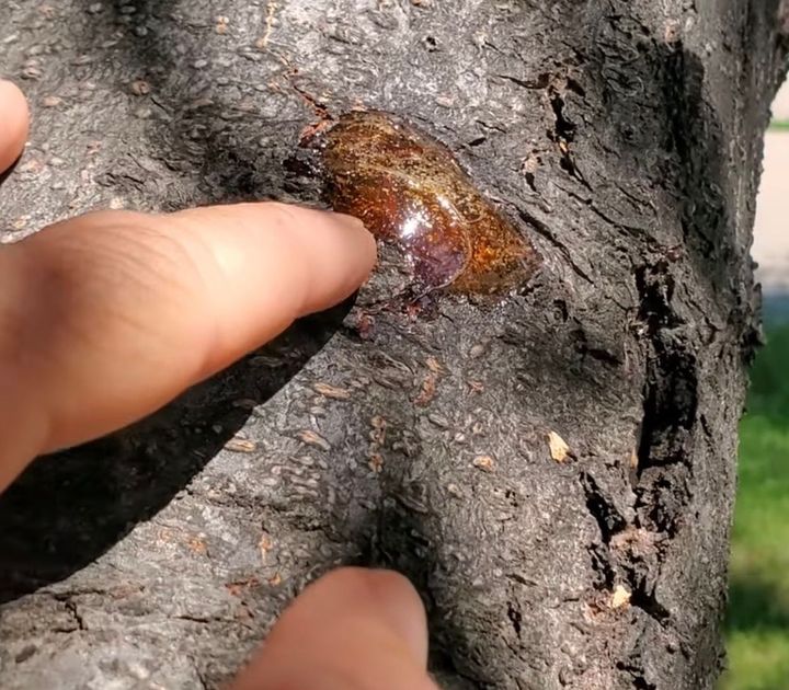Tree health in Erie, CO