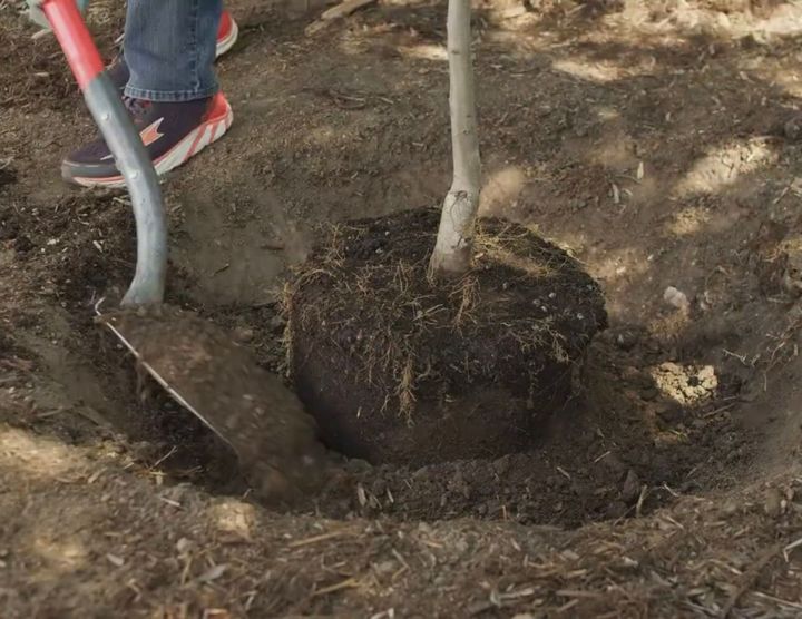 Tree planting in Erie, CO