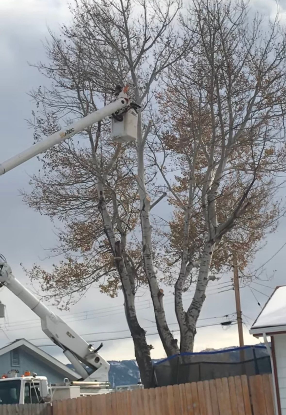 Tree removal in Erie, CO