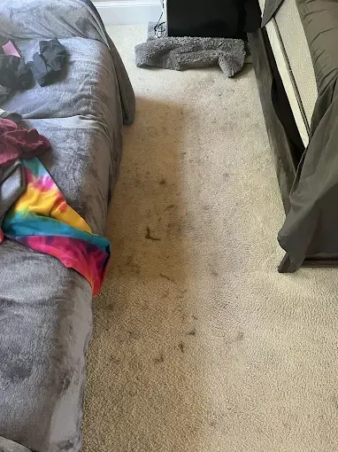 Beige carpet with debris between a bed and a couch.