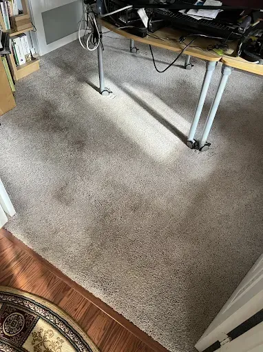 Beige carpet with dark patches under a desk, in a room with a wooden floor border and bookshelf.
