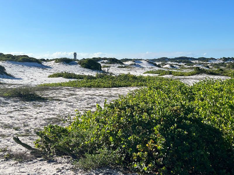 Dunas de areia branca com vegetação verde sob um céu azul; uma figura distante está de pé em uma duna.