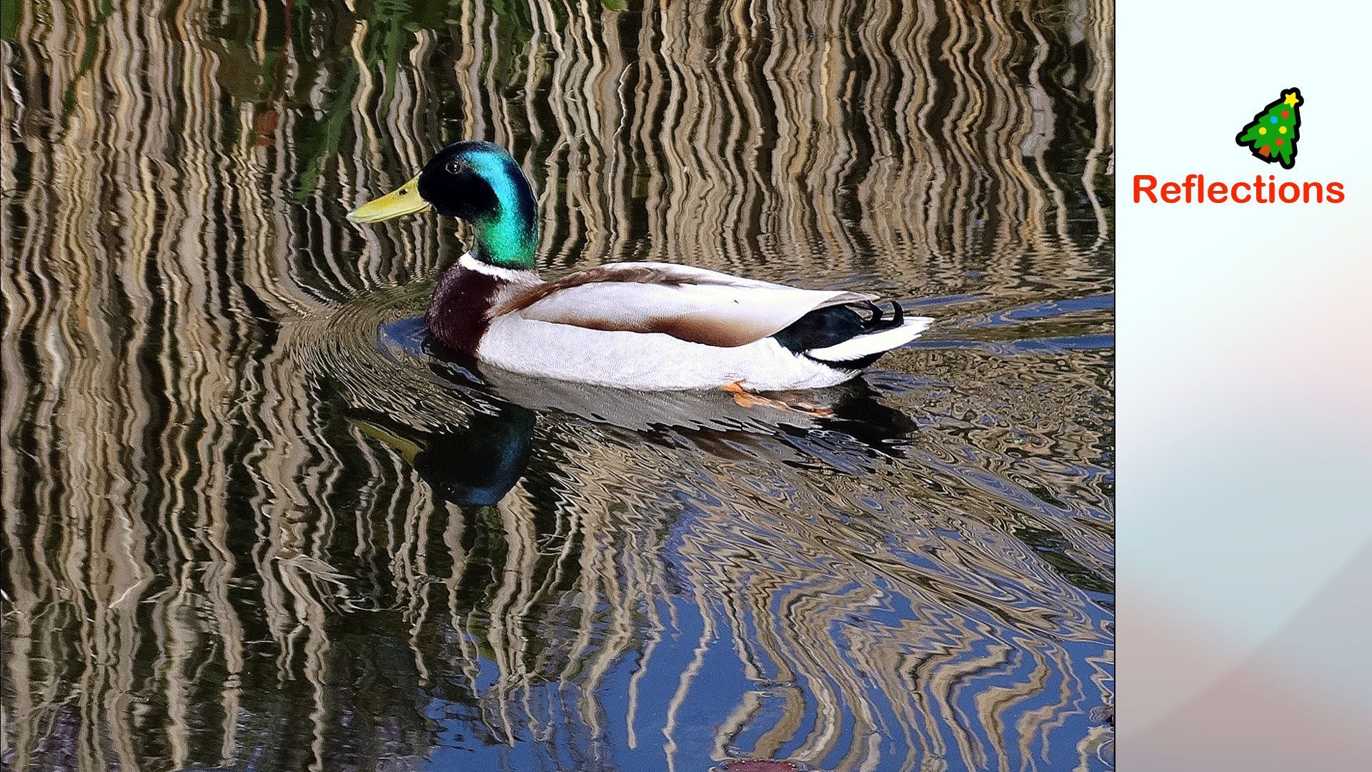 Reflection