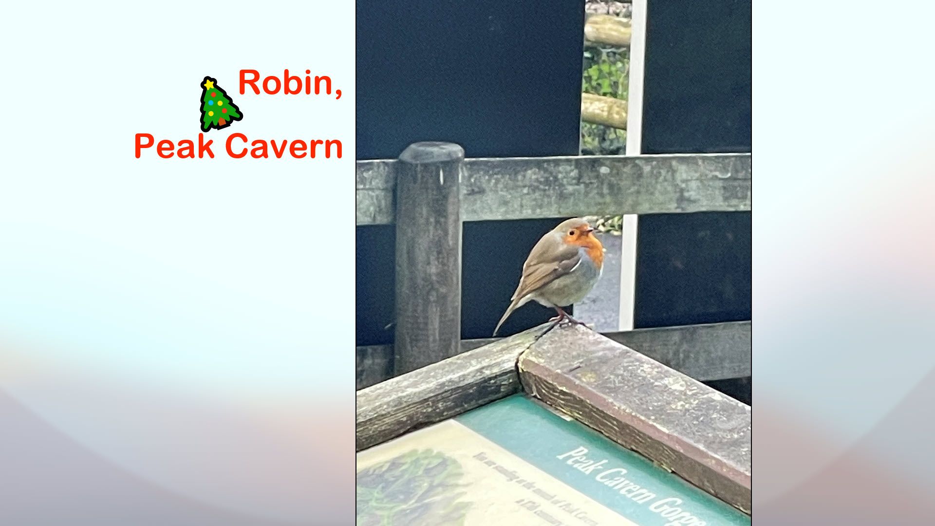 Robin, Peak Cavern