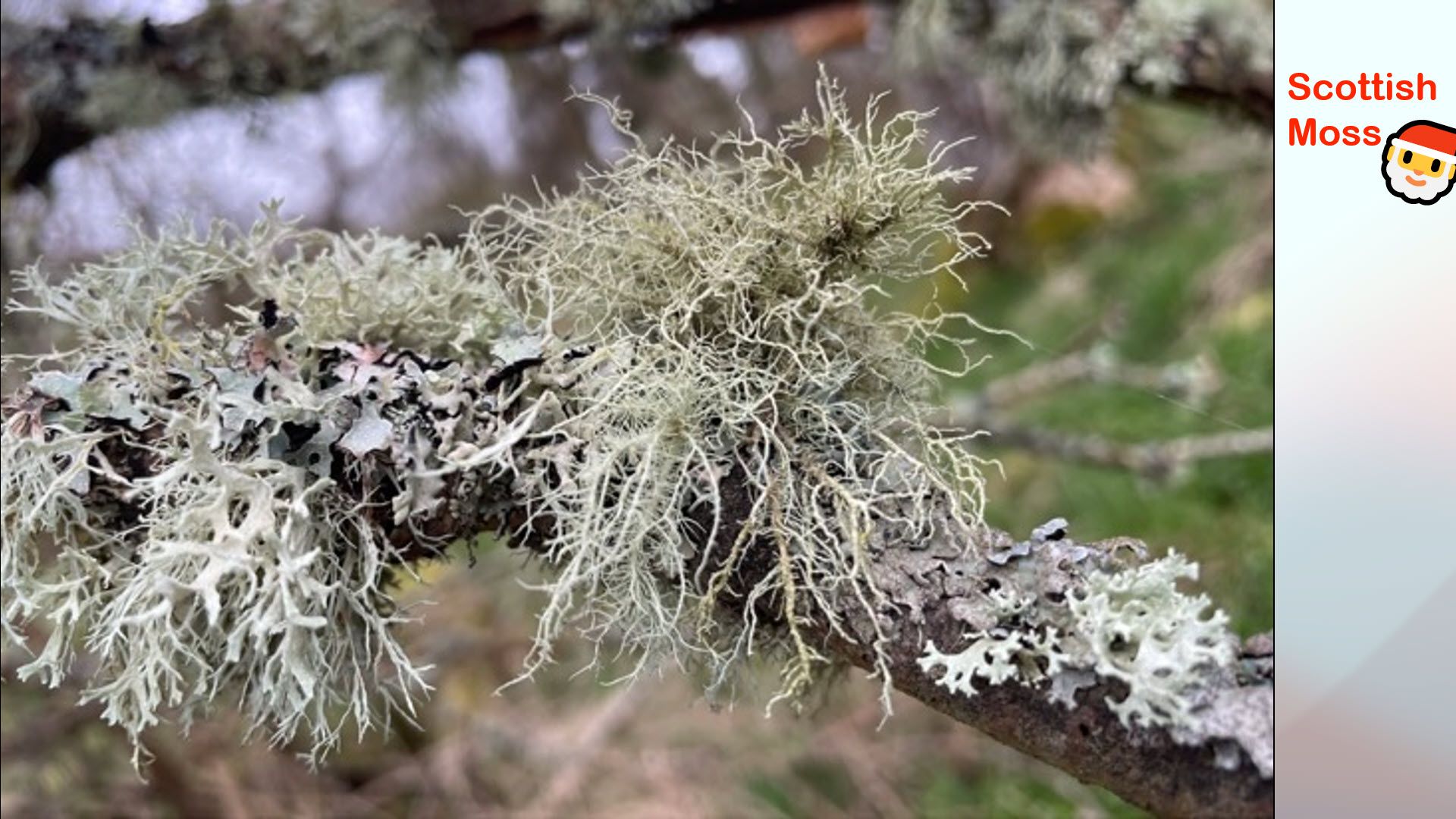 Scottish Moss