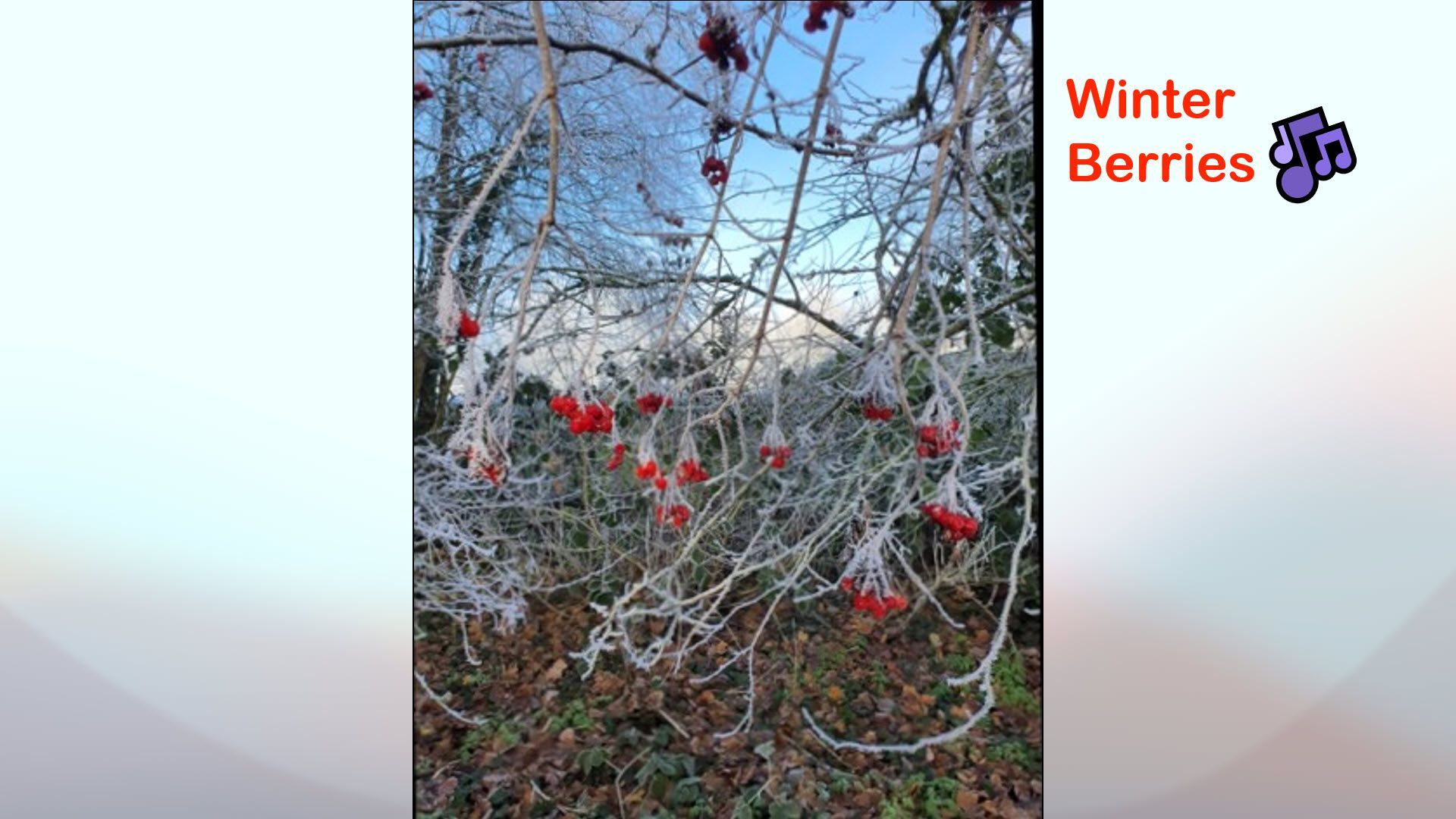Winter Berries