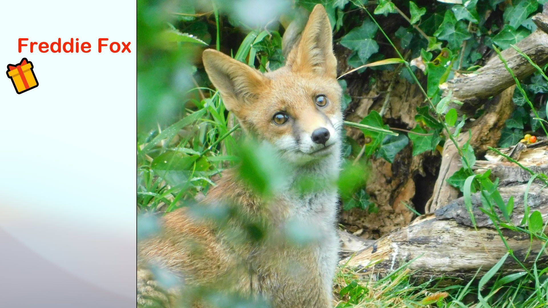 Freddie Fox