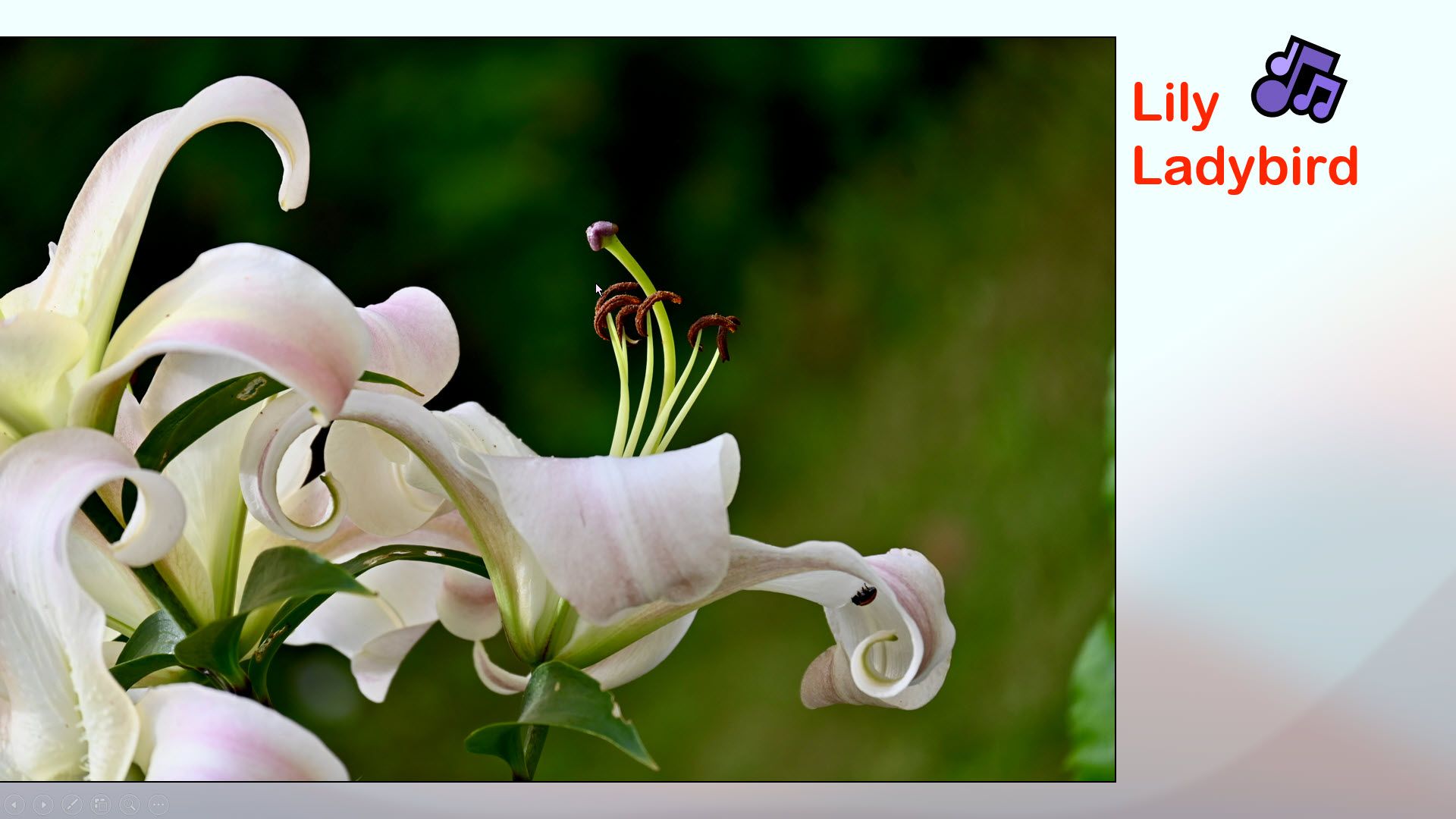 Lily Ladybird