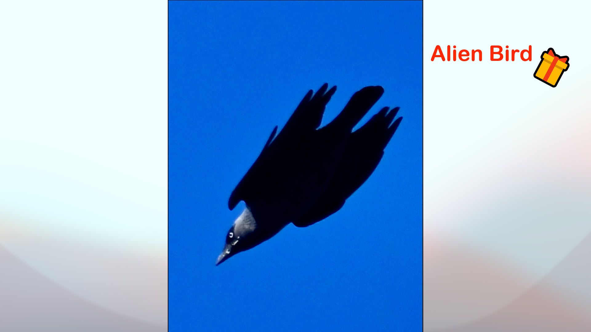 Alien Bird